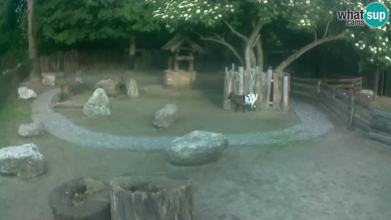 Zoo Zagreb – Rjava kapucinka