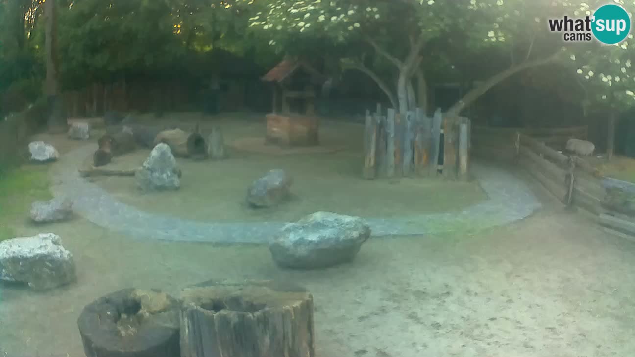 Zoo Zagreb – Cebus apella