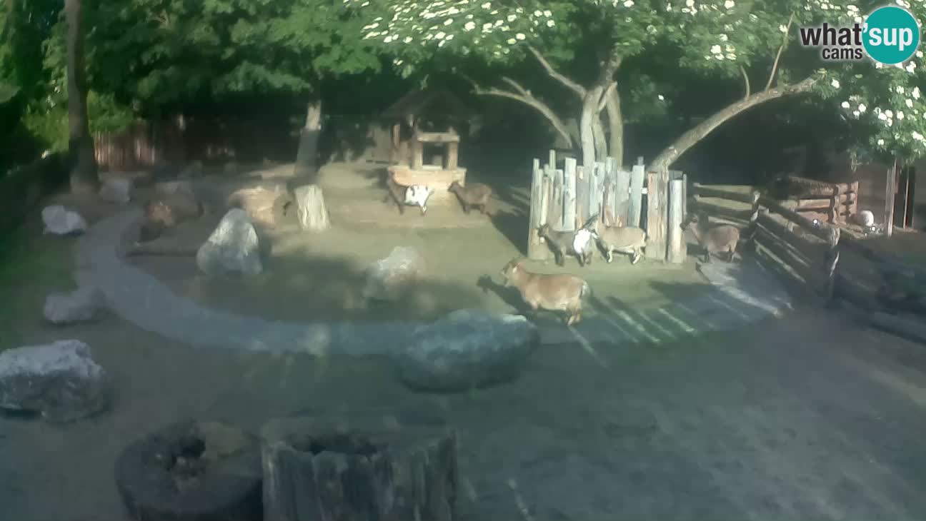 Zoo Zagreb – Brown Capuchin