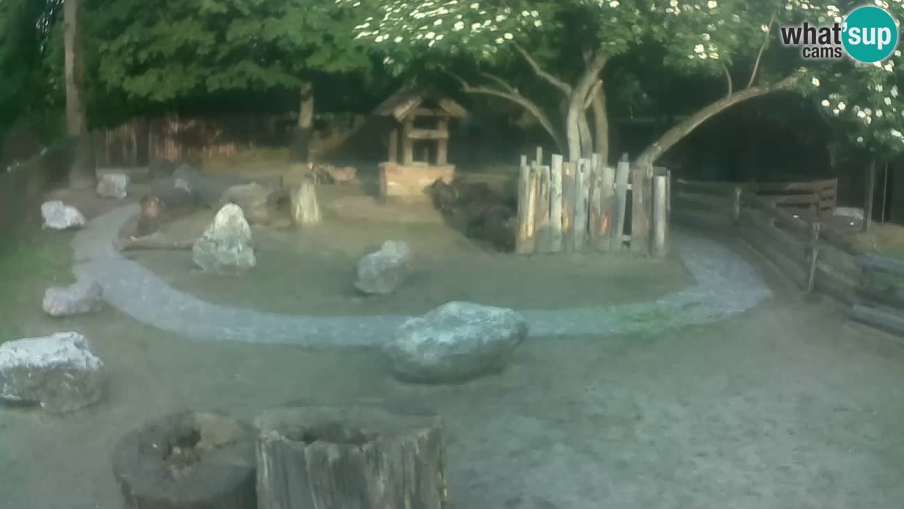 Zoo Zagreb – Brown Capuchin