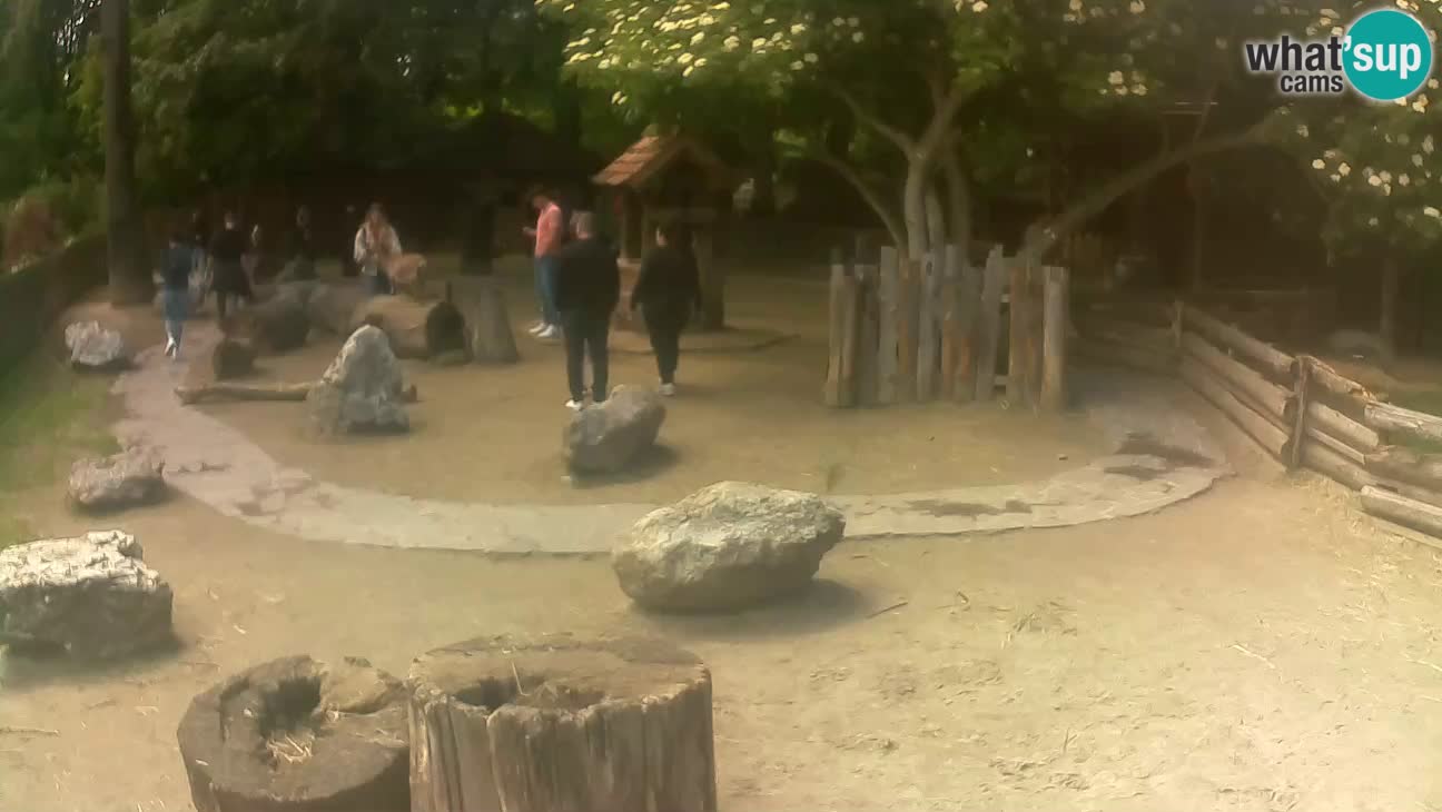 Zoo Zagreb – Brown Capuchin