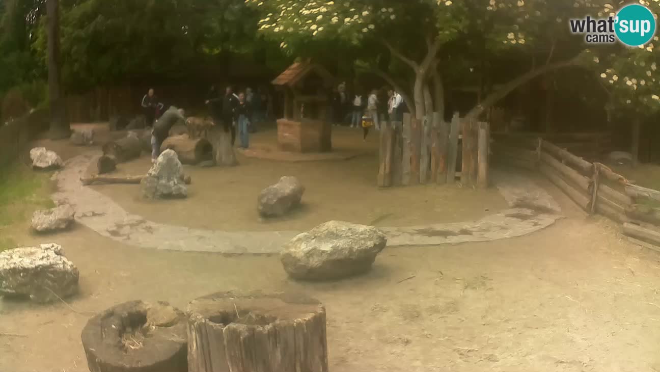 Zoo Zagreb – Cebus apella
