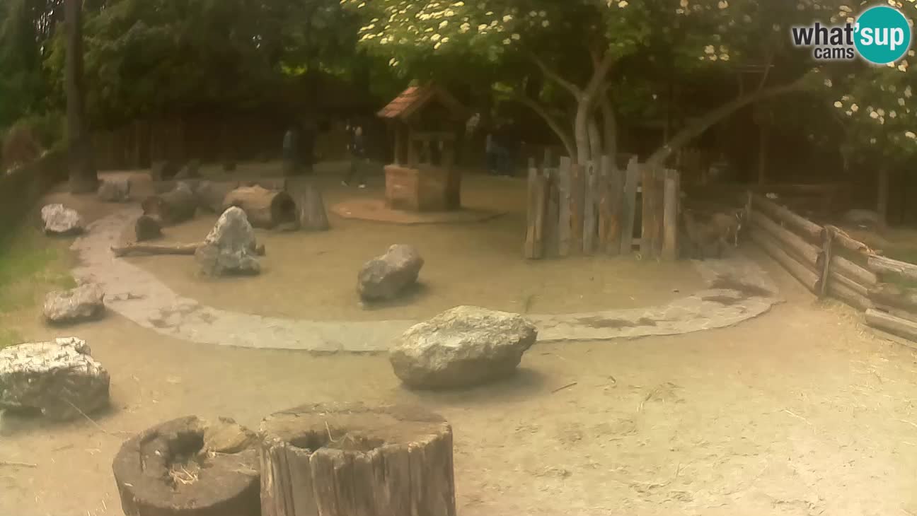 Zoo Zagreb – Brown Capuchin