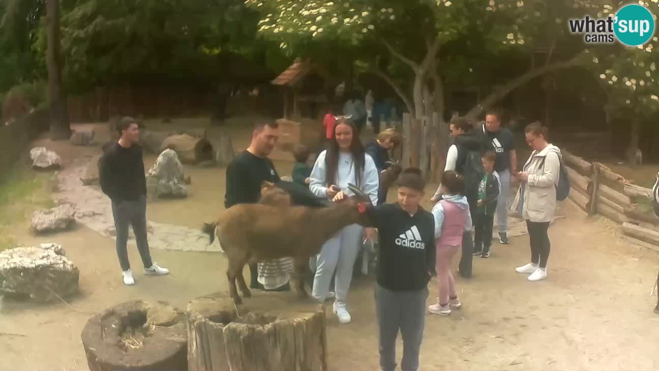 Zoo Zagreb – Rjava kapucinka