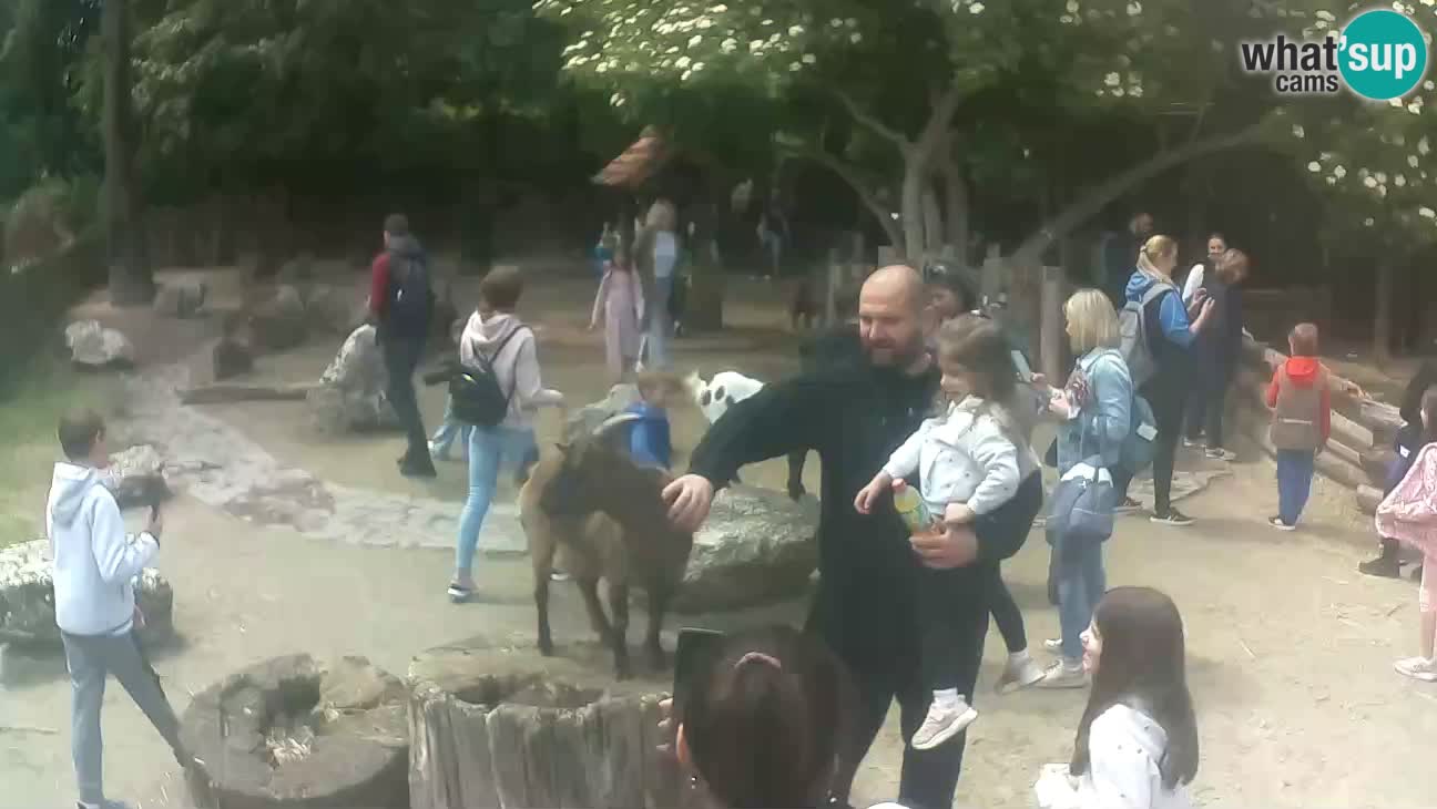 Zoo Zagreb – Cebo dai cornetti