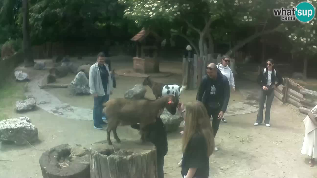 Zoo Zagreb – Rjava kapucinka