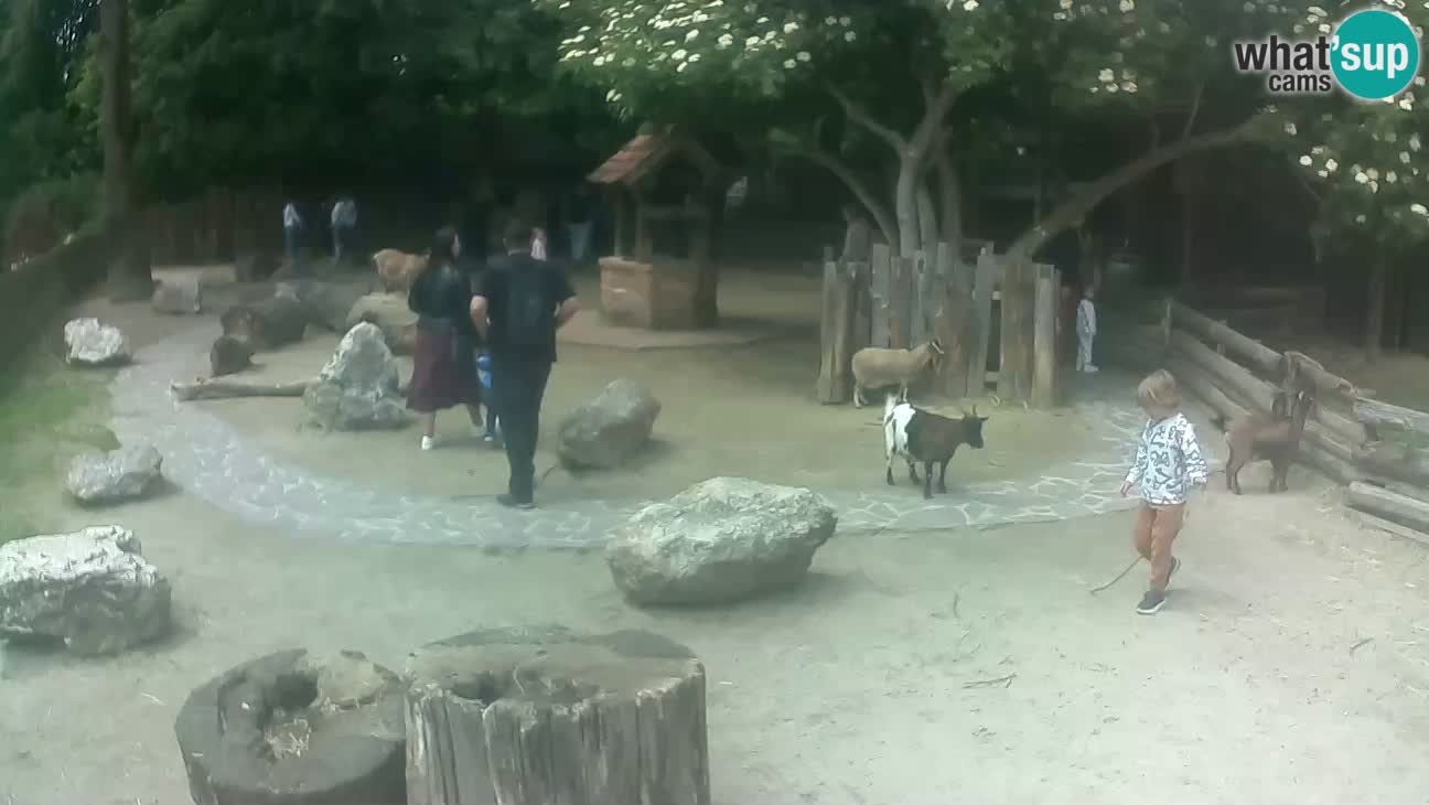 Zoo Zagreb – Brown Capuchin