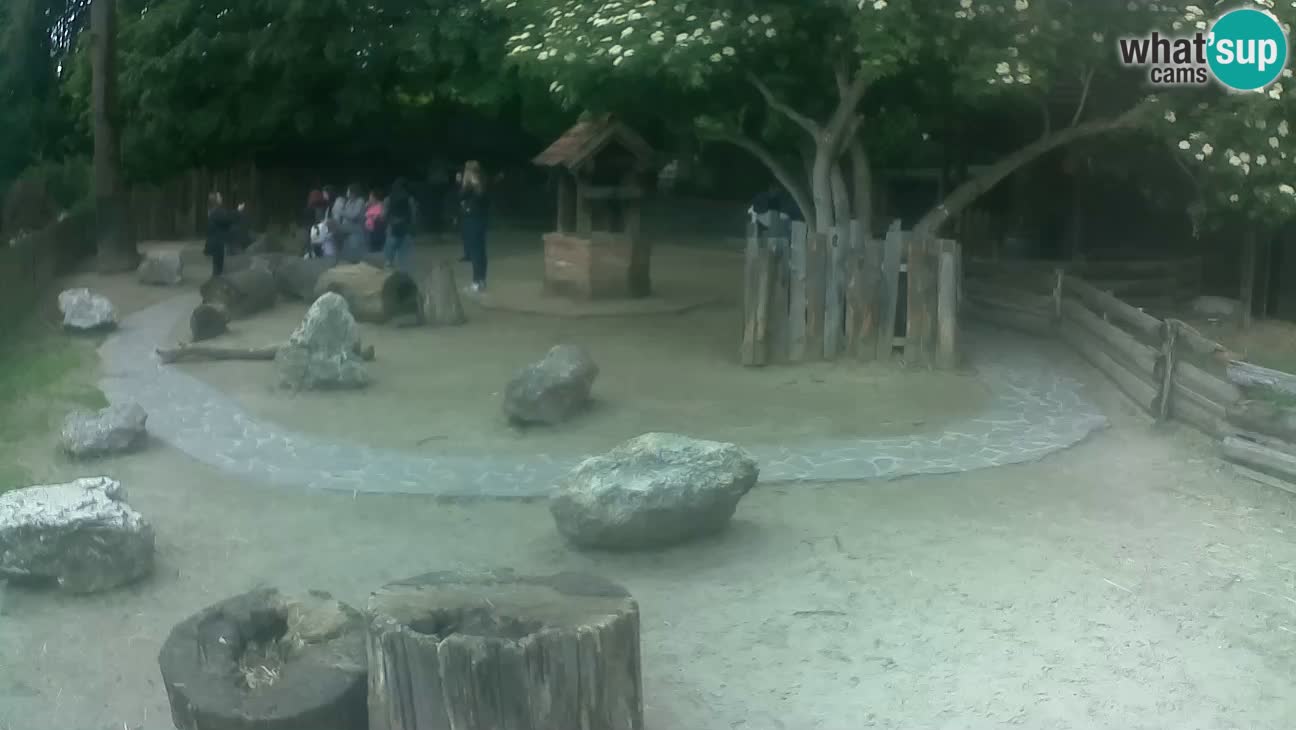 Zoo Zagreb – Rjava kapucinka