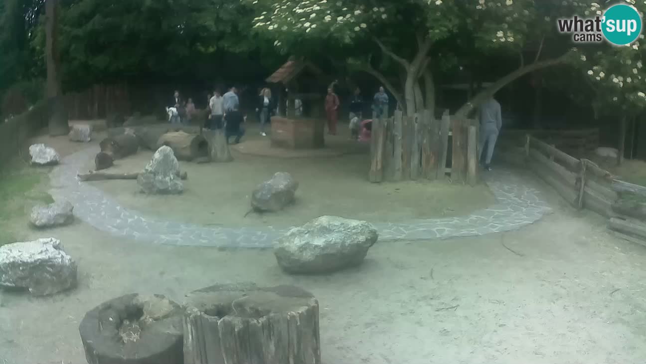Zoo Zagreb – Cebo dai cornetti