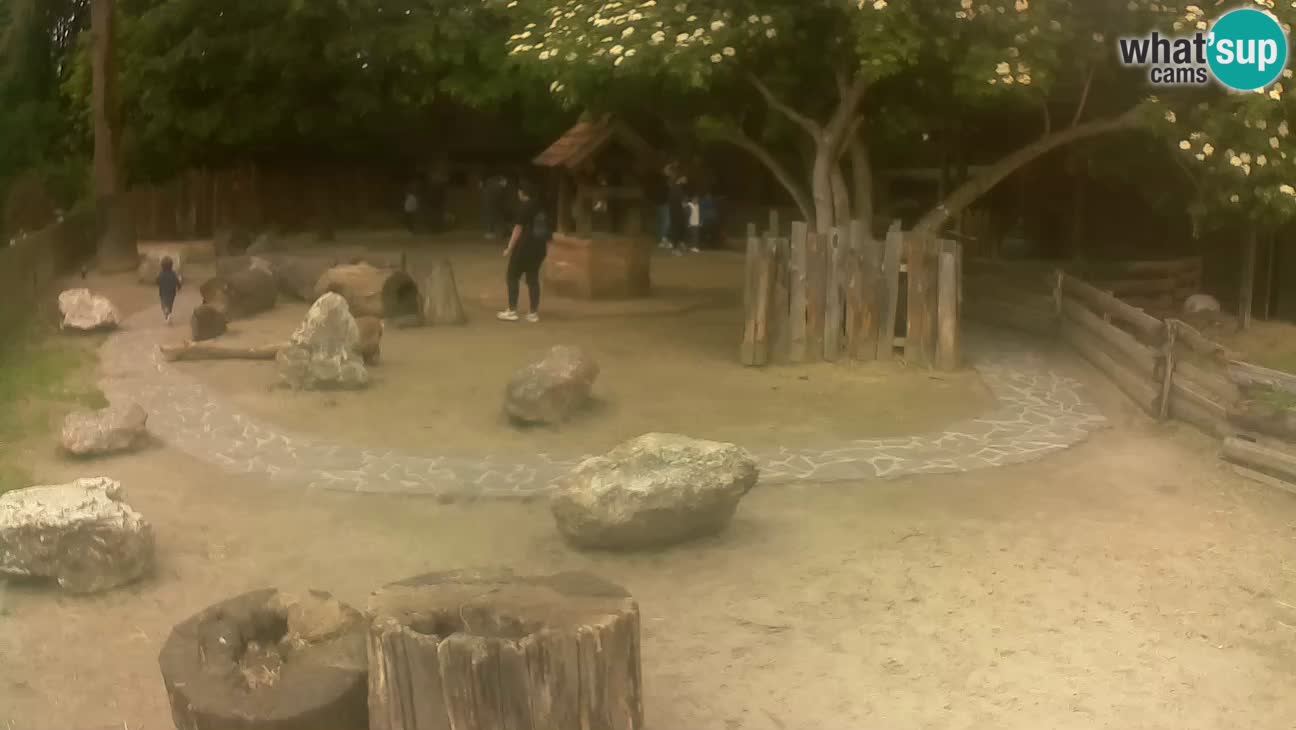 Zoo Zagreb – Brown Capuchin