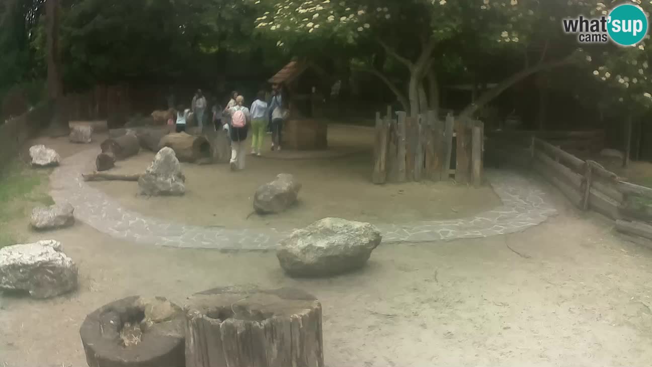 Zoo Zagreb – Rjava kapucinka