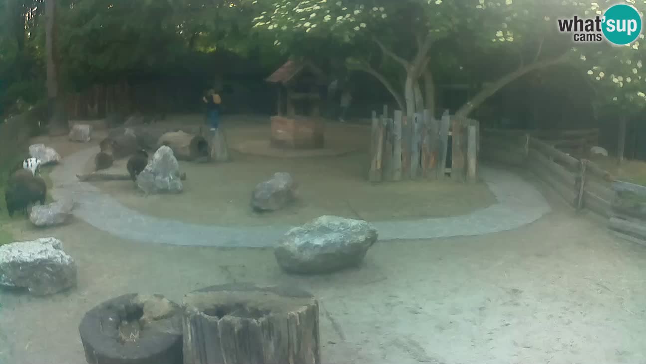 Zoo Zagreb – Cebo dai cornetti