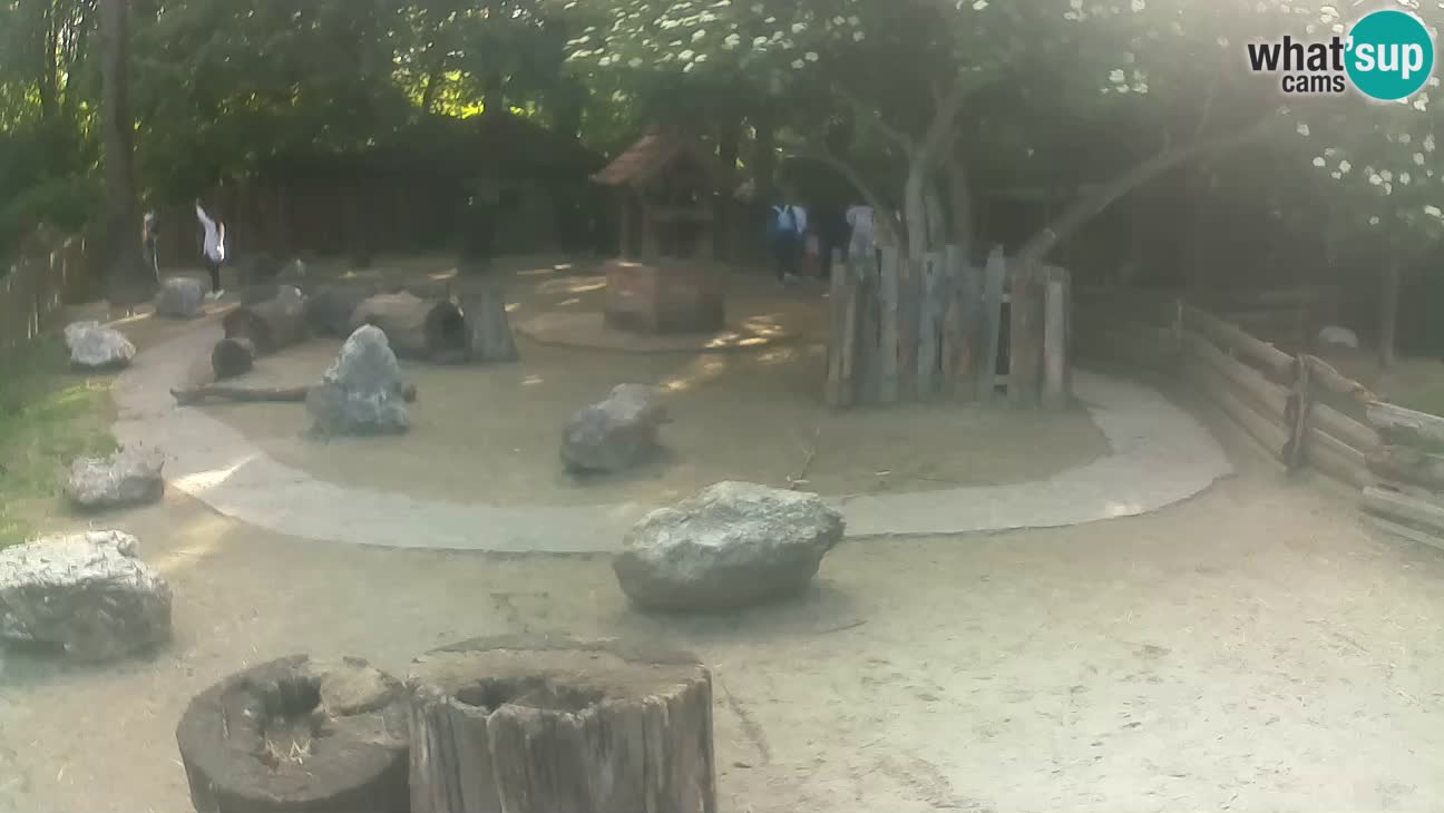 Zoo Zagreb – Rjava kapucinka