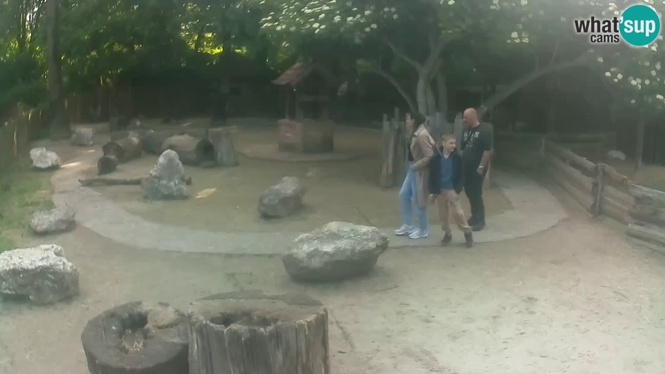 Zoo Zagreb – Brown Capuchin
