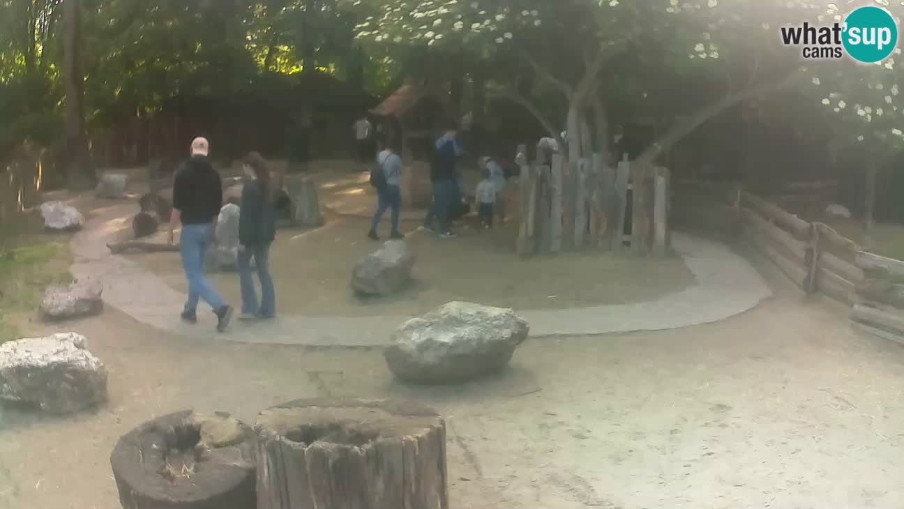 Zoo Zagreb – Brown Capuchin