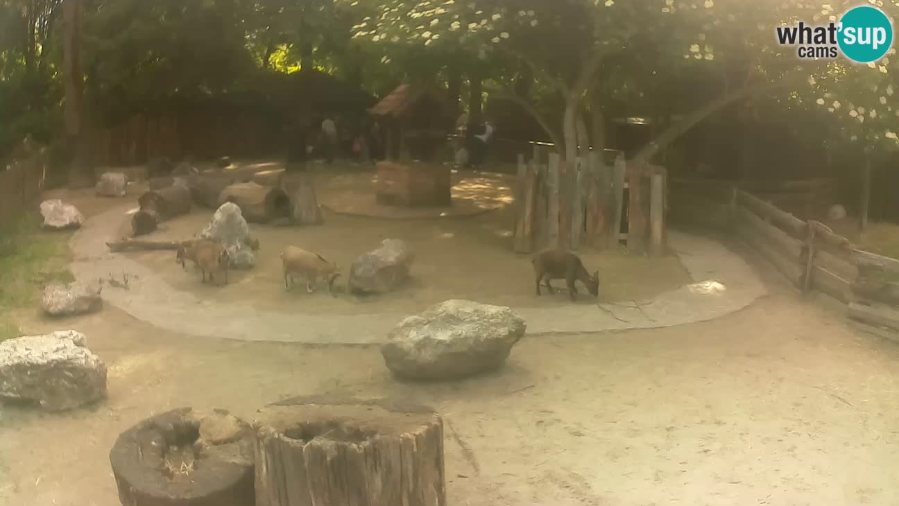 Zoo Zagreb – Haubenkapuziner