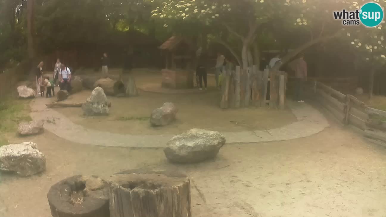 Zoo Zagreb – Brown Capuchin