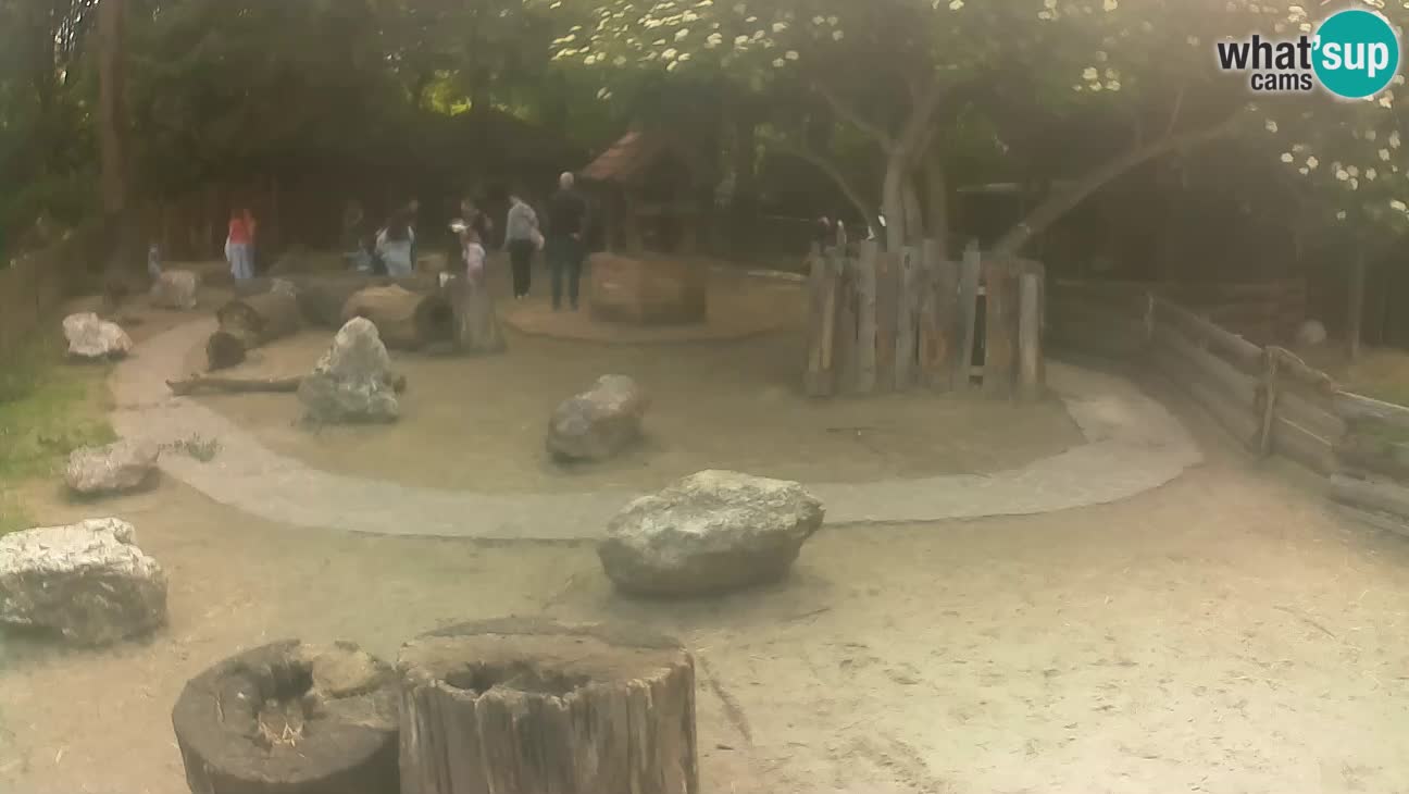 Zoo Zagreb – Brown Capuchin