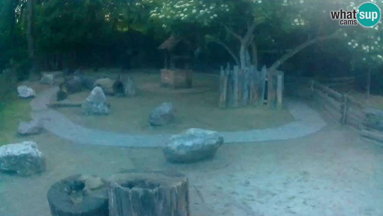 Zoo Zagreb – Brown Capuchin