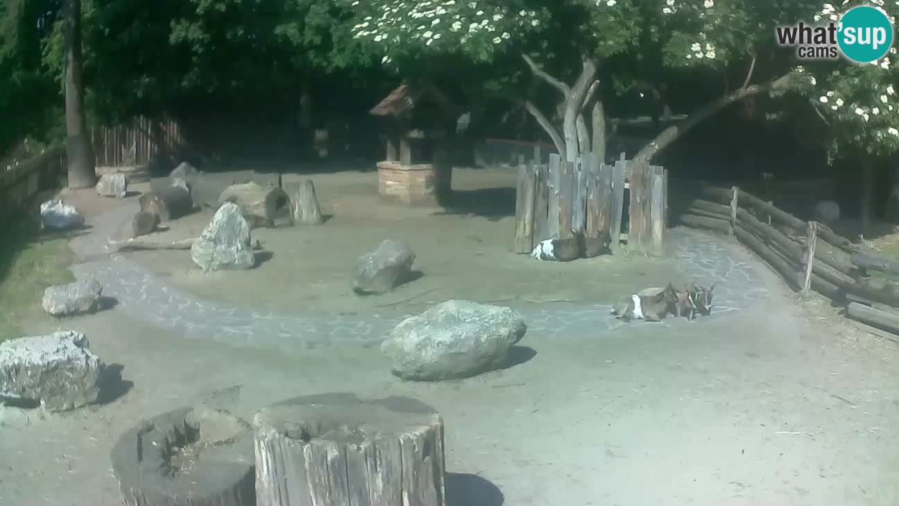 Zoo Zagreb – Cebo dai cornetti