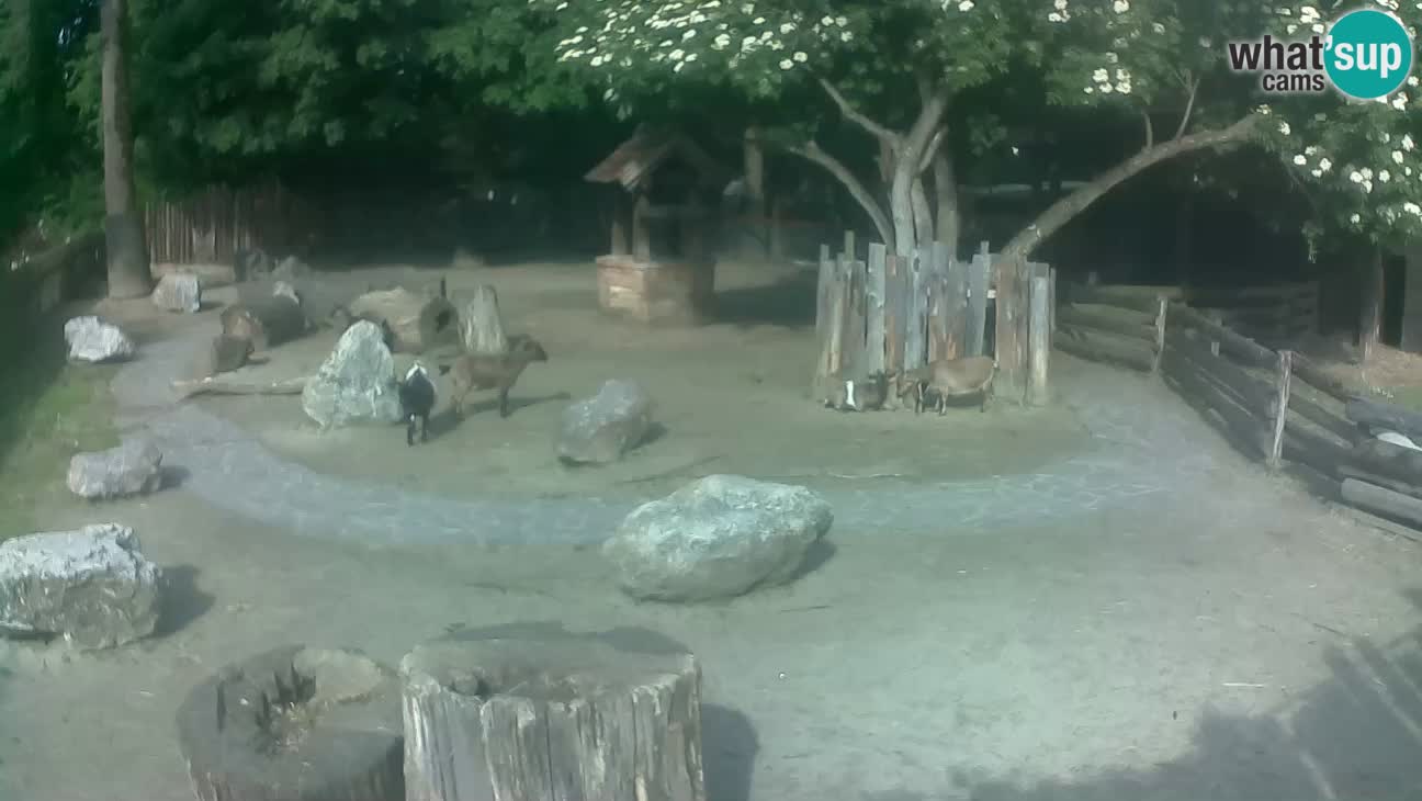 Zoo Zagreb – Brown Capuchin