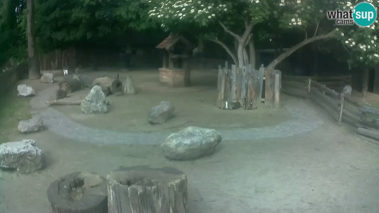 Zoo Zagreb – Brown Capuchin