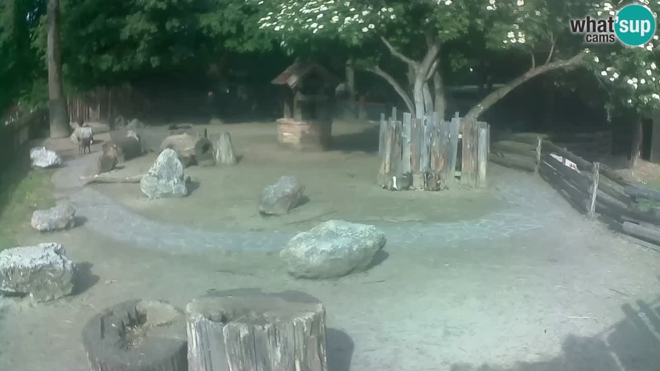 Zoo Zagreb – Rjava kapucinka