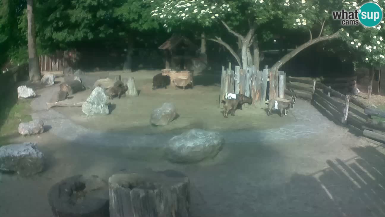 Zoo Zagreb – Haubenkapuziner