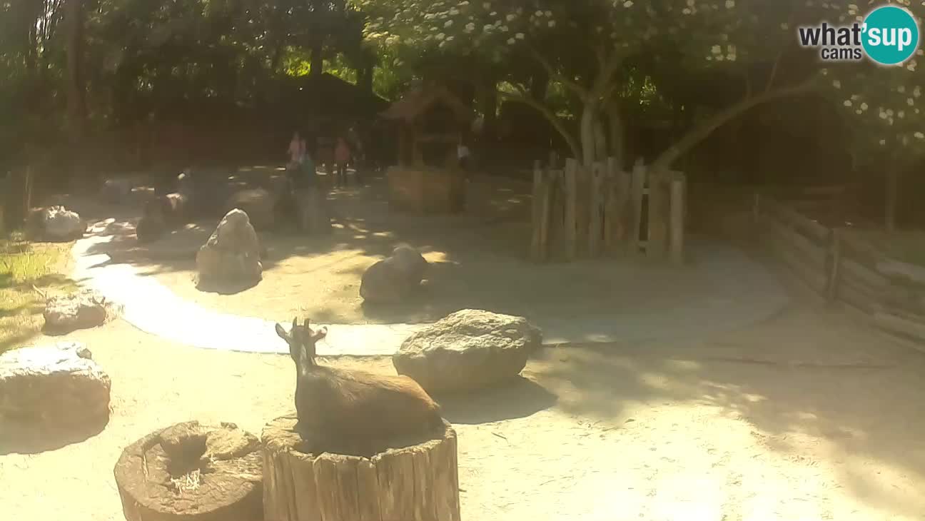 Zoo Zagreb –  Mono maicero