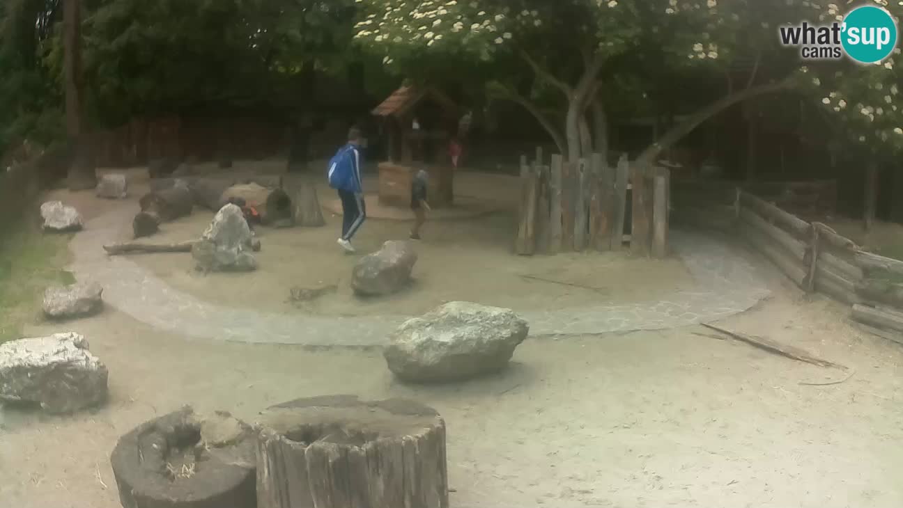 Zoo Zagreb – Brown Capuchin