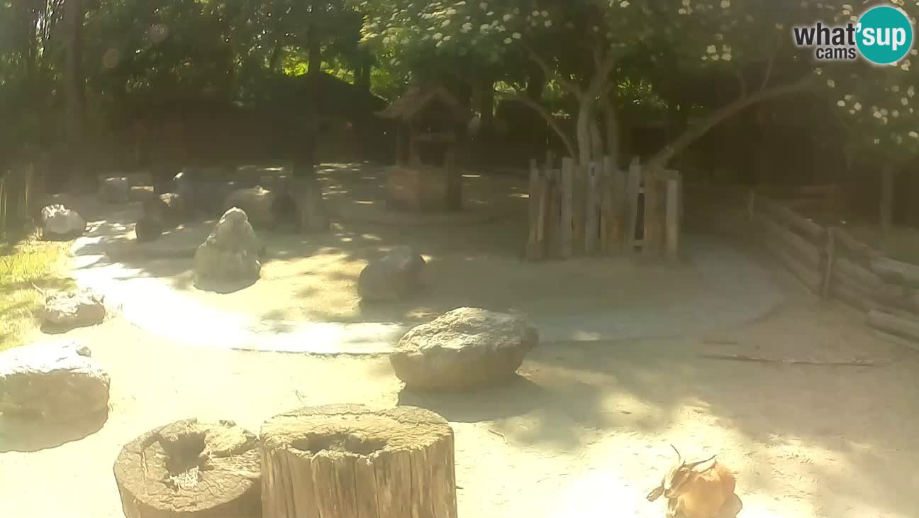 Zoo Zagreb –  Mono maicero