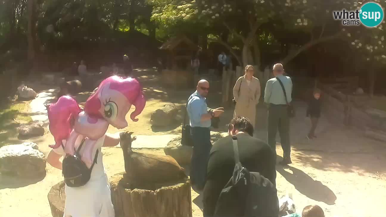 Zoo Zagreb –  Mono maicero