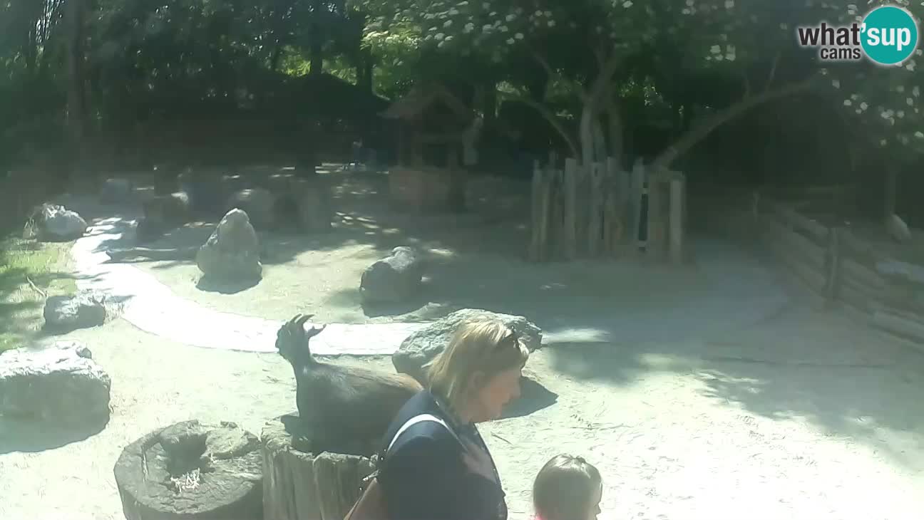 Zoo Zagreb – Cebo dai cornetti