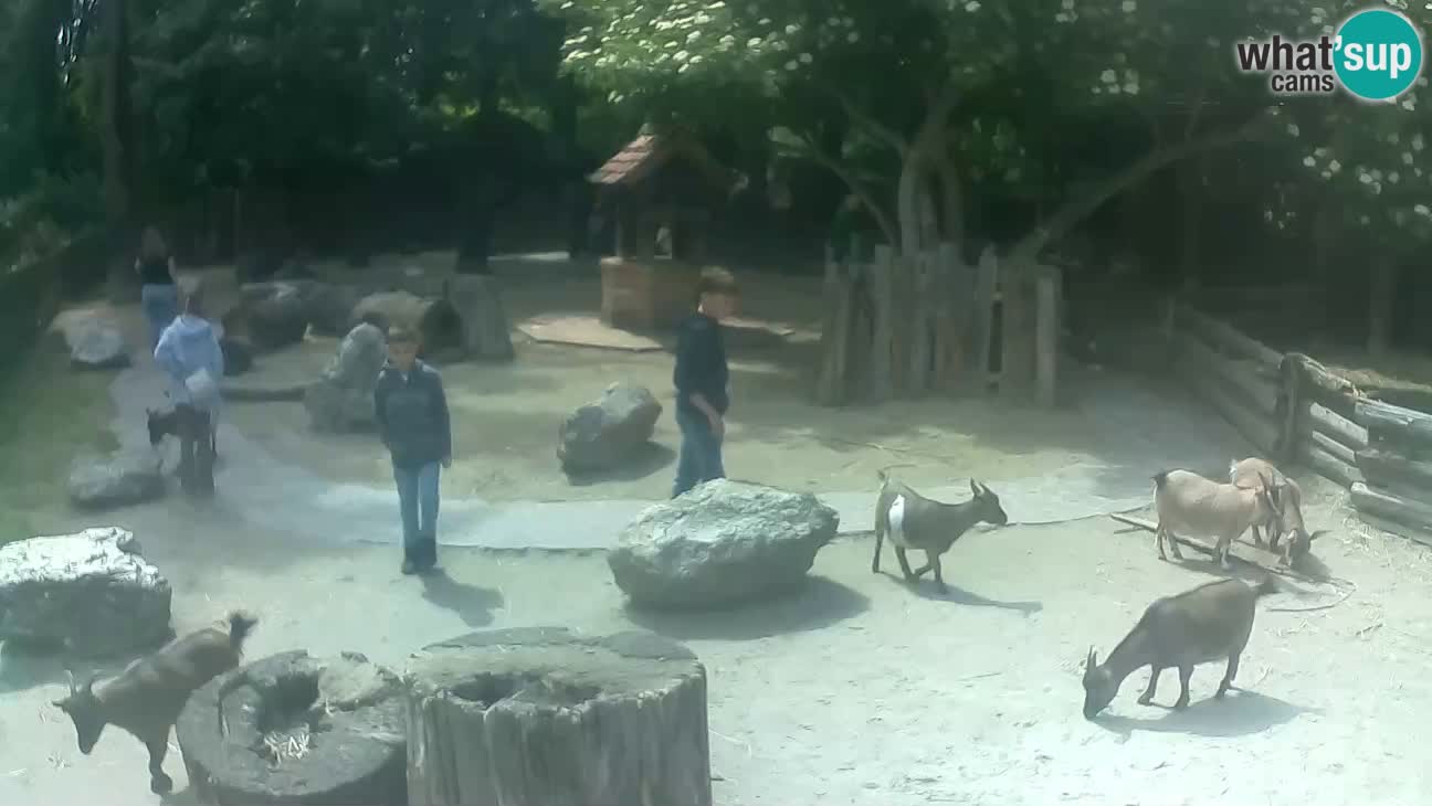 Zoo Zagreb – Cebo dai cornetti