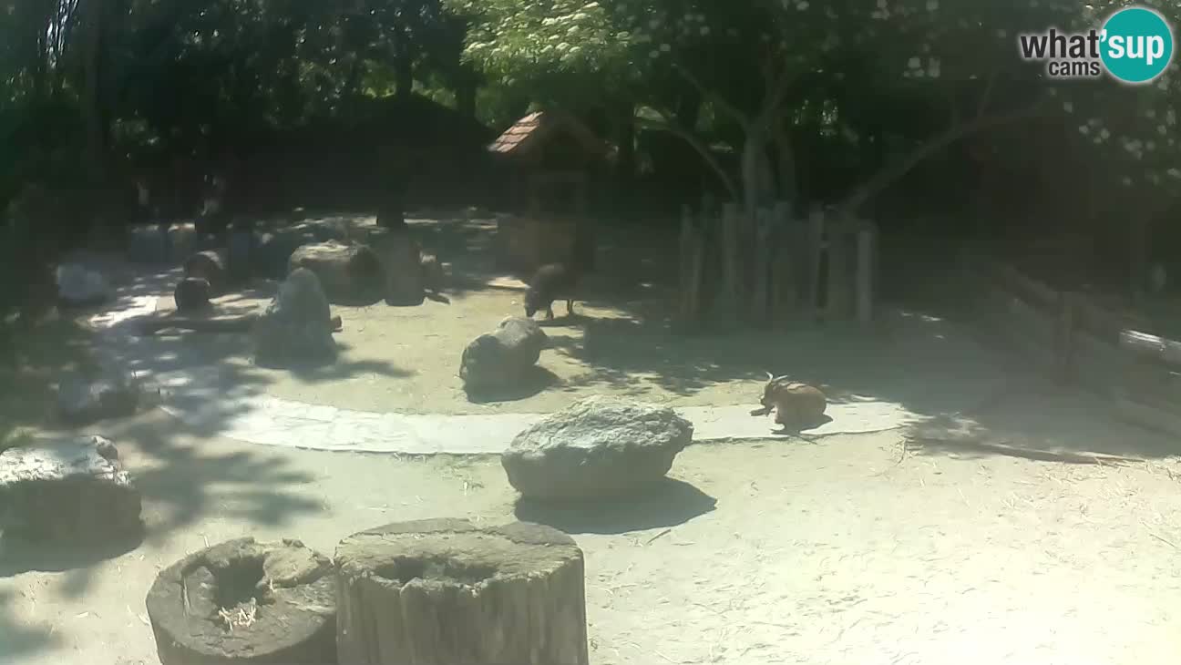 Zoo Zagreb – Brown Capuchin