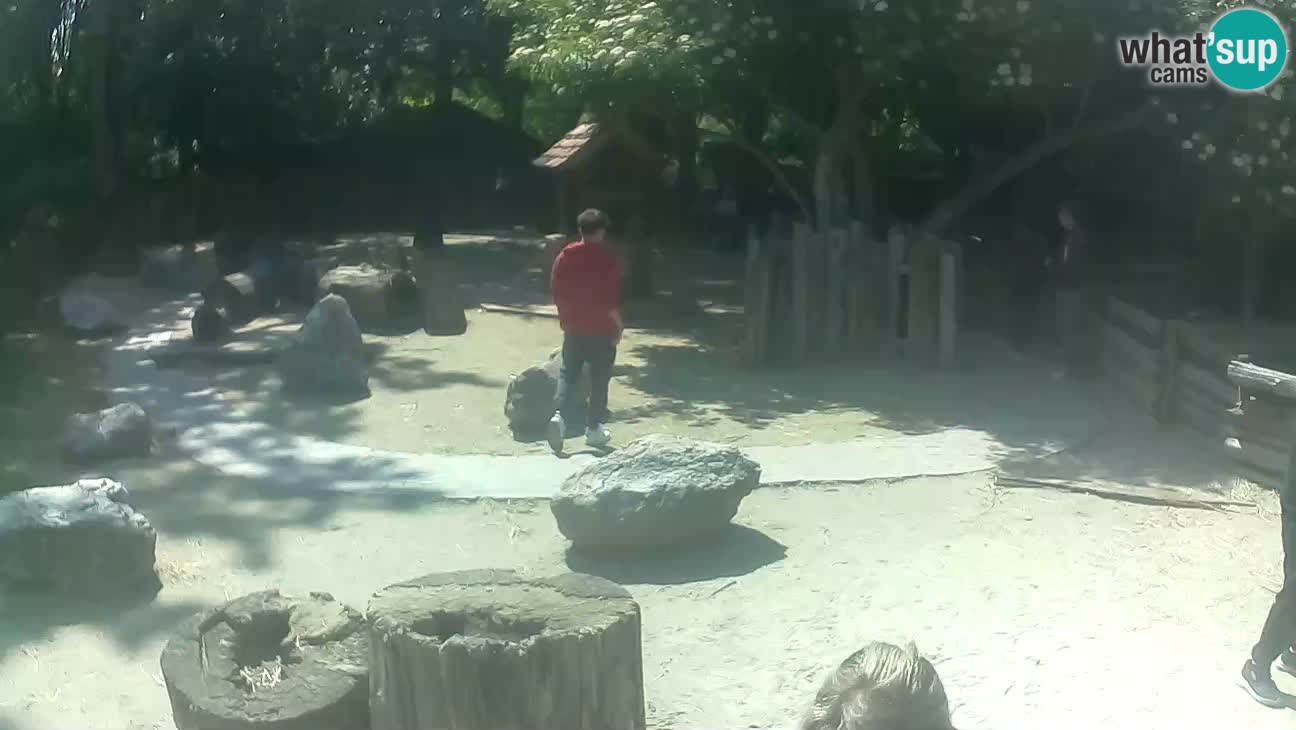 Zoo Zagreb – Cebus apella