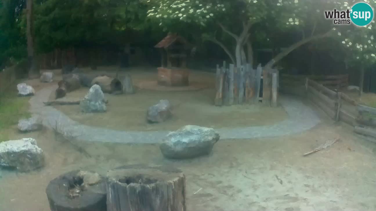 Zoo Zagreb – Brown Capuchin