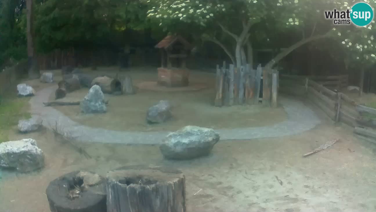 Zoo Zagreb –  Mono maicero