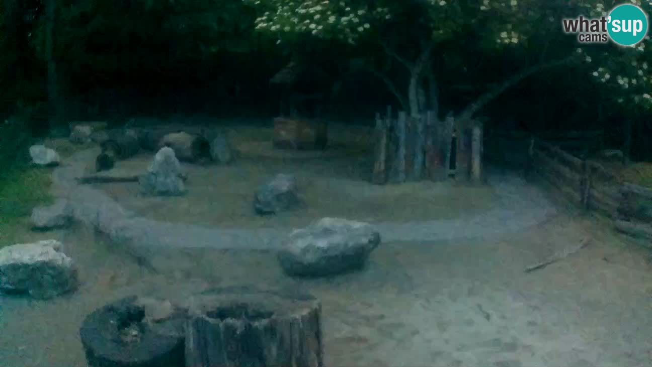 Zoo Zagreb – Cebo dai cornetti