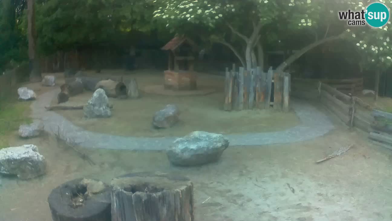 Zoo Zagreb – Cebus apella