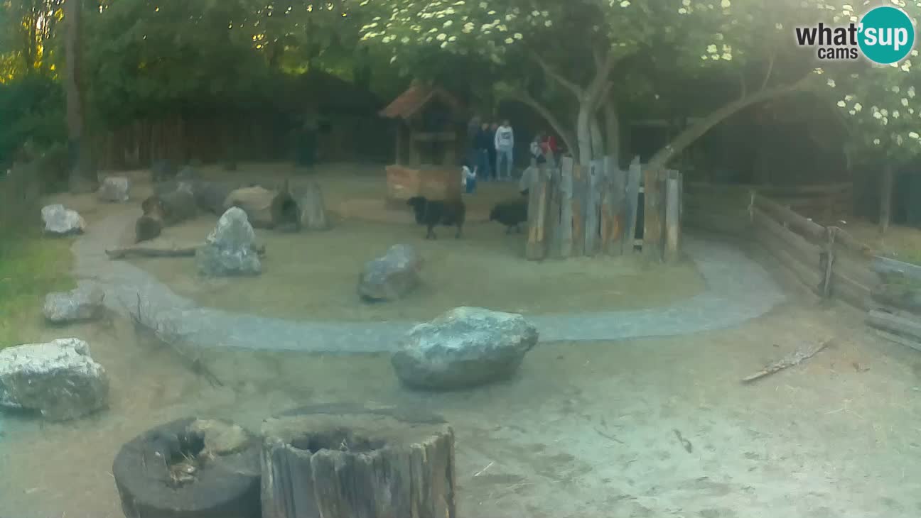Zoo Zagreb – Brown Capuchin