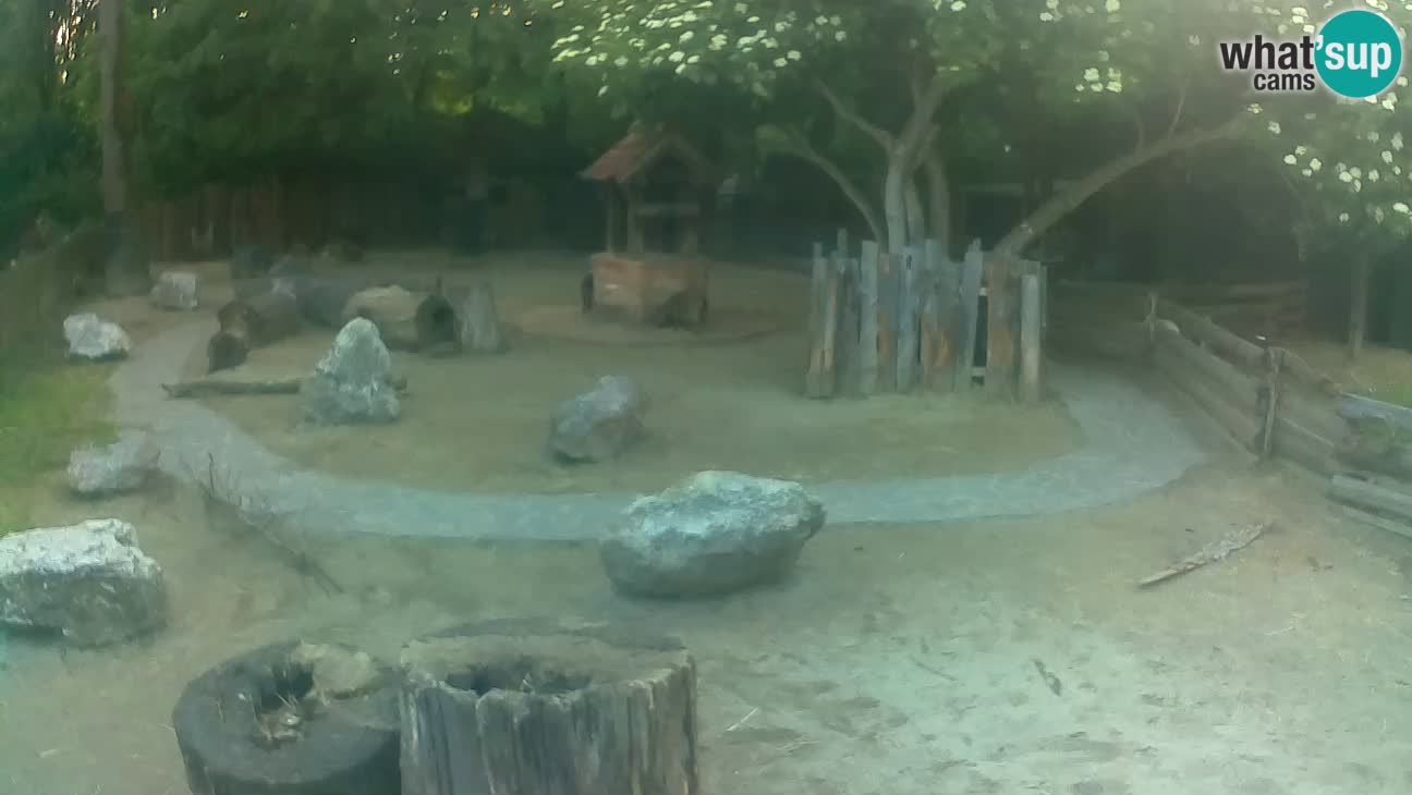 Zoo Zagreb – Brown Capuchin