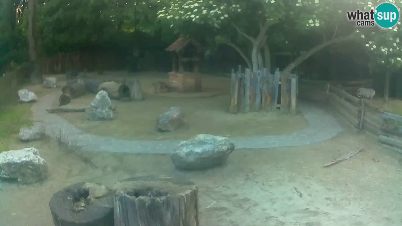 Zoo Zagreb – Rjava kapucinka