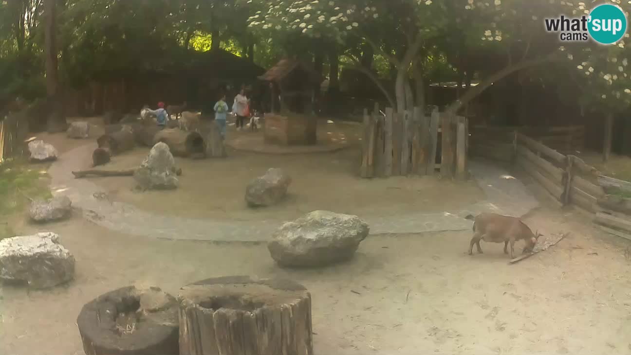 Zoo Zagreb – Brown Capuchin