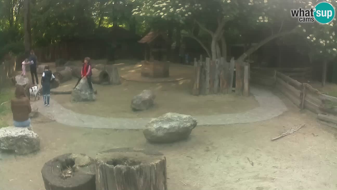 Zoo Zagreb –  Mono maicero