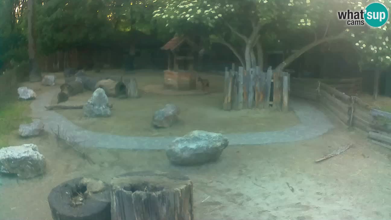 Zoo Zagreb – Haubenkapuziner
