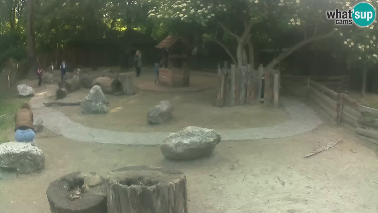 Zoo Zagreb – Cebus apella