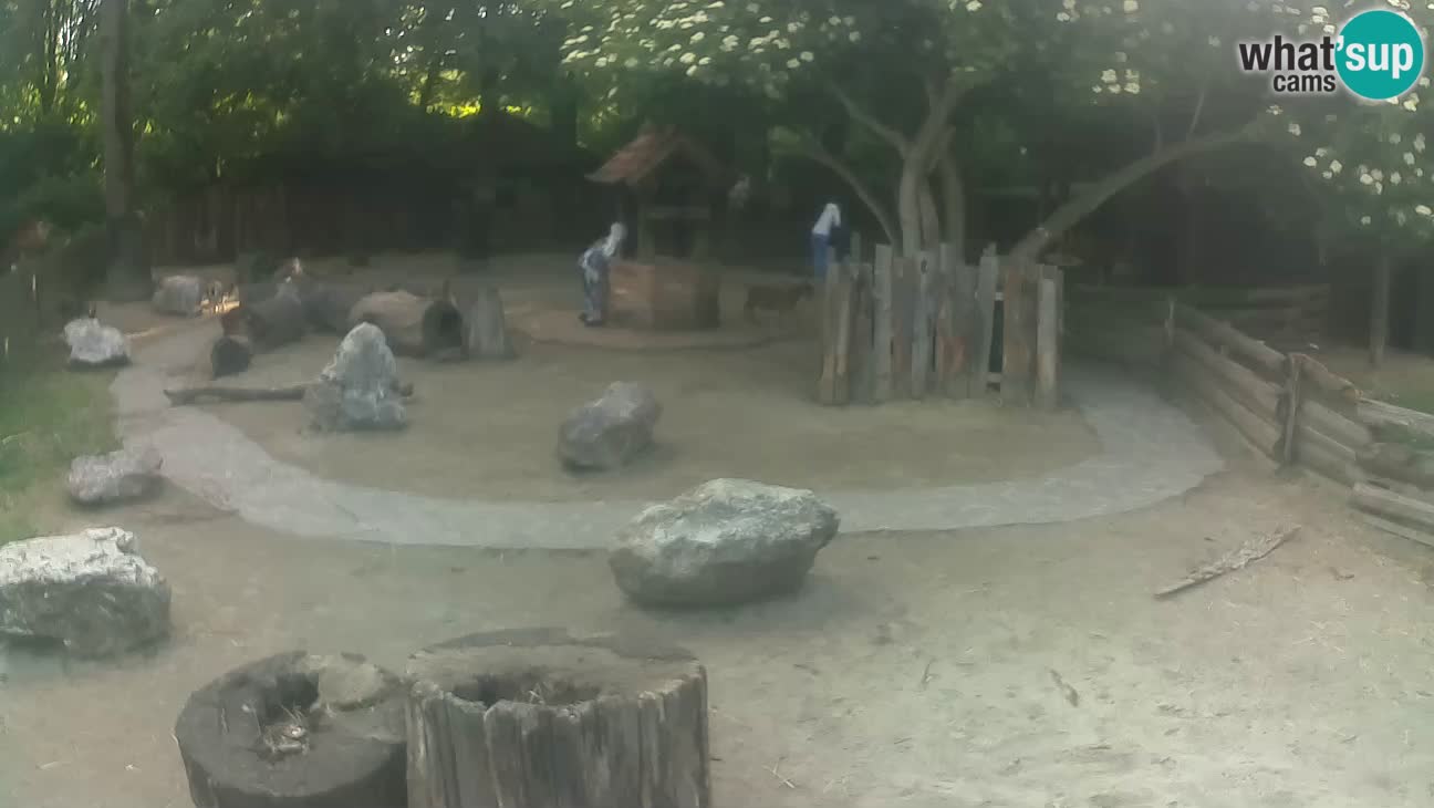 Zoo Zagreb – Brown Capuchin
