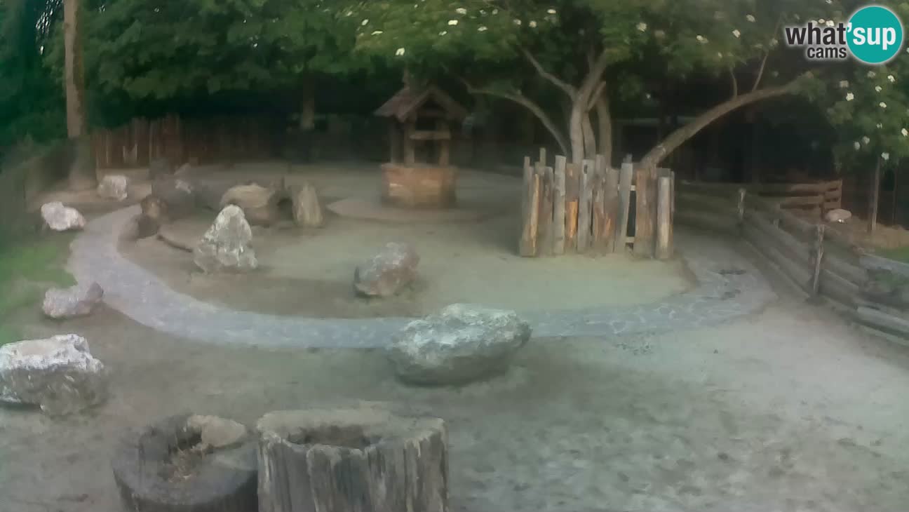 Zoo Zagreb – Cebus apella