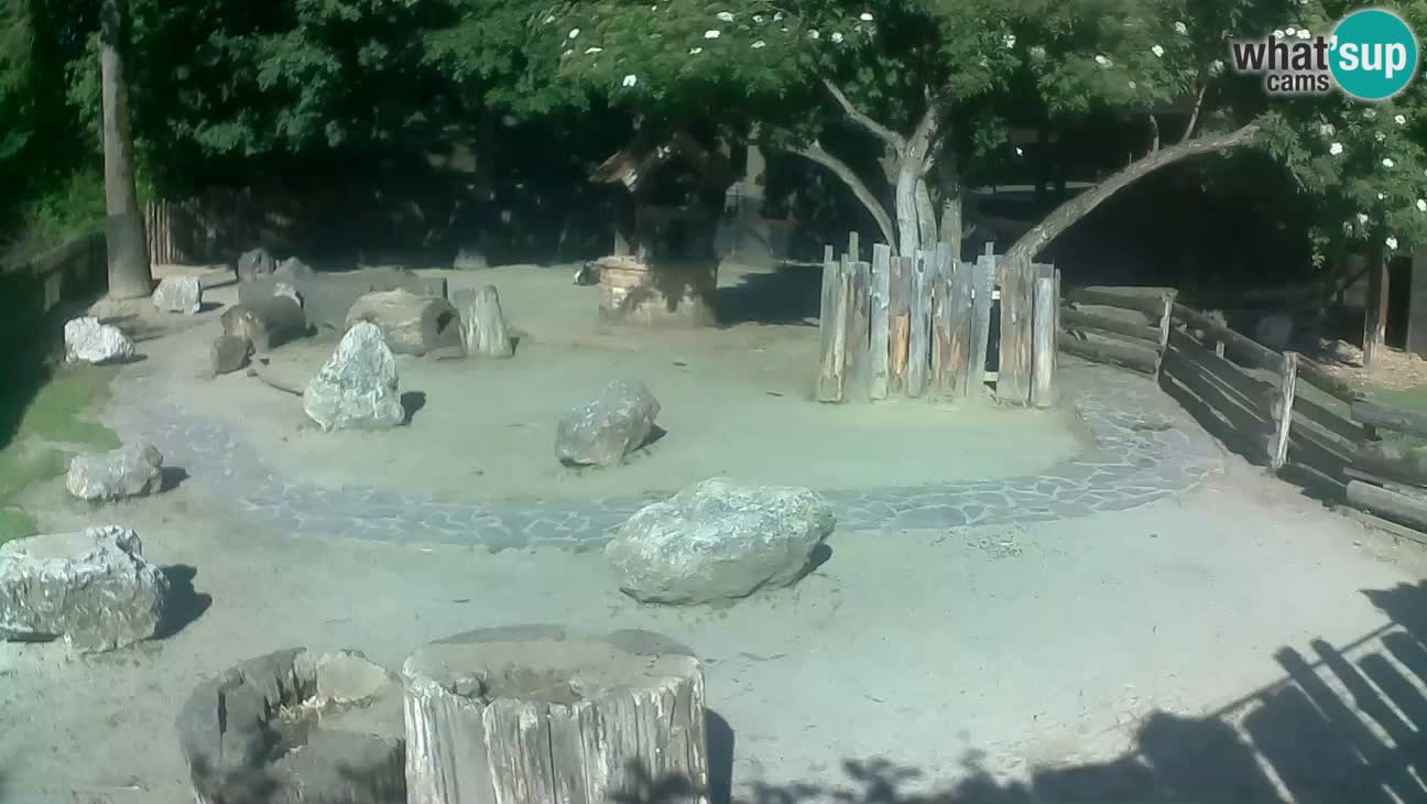 Zoo Zagreb – Brown Capuchin